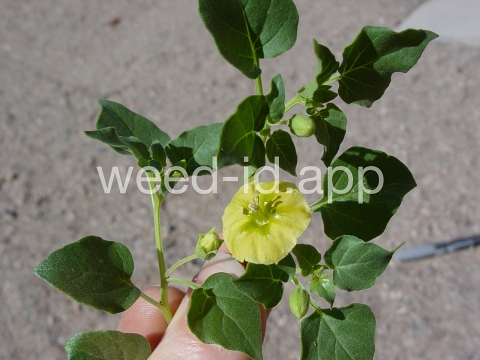 groundcherry, prairie